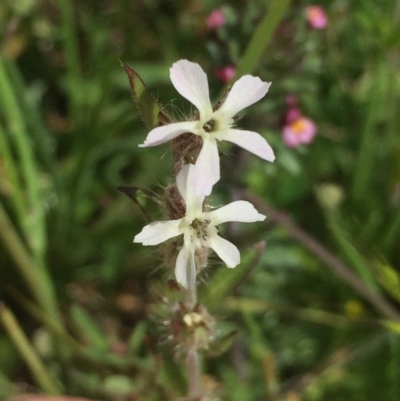 Silene gallica var. gallica (French Catchfly) at Black Mountain - 10 Oct 2020 by Jubeyjubes