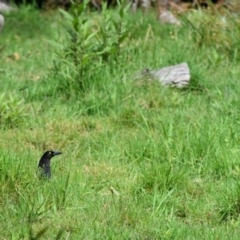 Strepera graculina (Pied Currawong) at Wingecarribee Local Government Area - 12 Sep 2020 by pdmantis