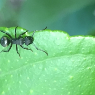 Polyrhachis phryne (A spiny ant) at Aranda, ACT - 9 Oct 2020 by Jubeyjubes