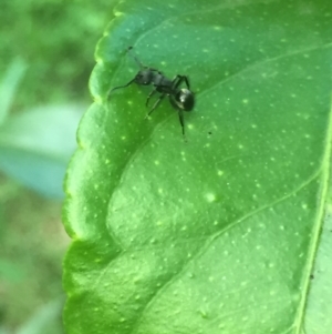 Polyrhachis phryne at Aranda, ACT - 9 Oct 2020