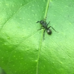 Polyrhachis phryne at Aranda, ACT - 9 Oct 2020