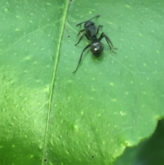 Polyrhachis phryne at Aranda, ACT - 9 Oct 2020