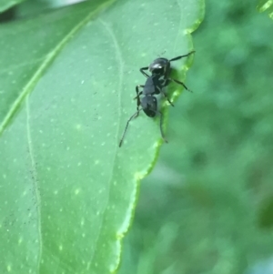 Polyrhachis phryne at Aranda, ACT - 9 Oct 2020