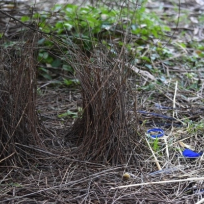 Ptilonorhynchus violaceus (Satin Bowerbird) at Bowral, NSW - 12 Sep 2020 by pdmantis