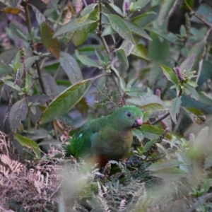 Alisterus scapularis at Bowral - 12 Sep 2020