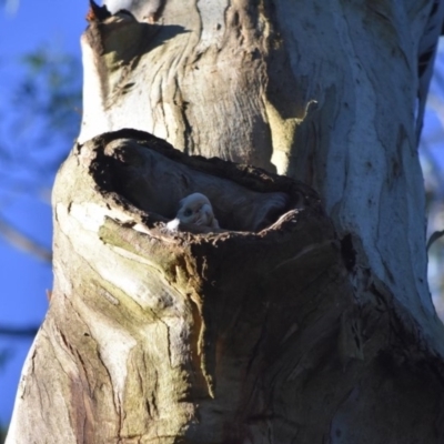 Cacatua sanguinea (Little Corella) at Bowral, NSW - 12 Sep 2020 by pdmantis