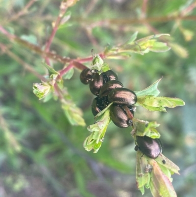 Chrysolina quadrigemina (Greater St Johns Wort beetle) at Tuggeranong DC, ACT - 10 Oct 2020 by Shazw
