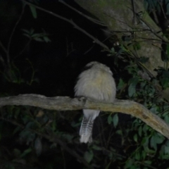 Podargus strigoides (Tawny Frogmouth) at Wingecarribee Local Government Area - 29 Sep 2020 by pdmantis