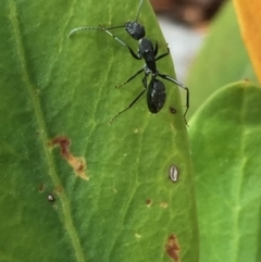 Camponotus nigroaeneus (Sugar ant) at Aranda, ACT - 21 Sep 2020 by Jubeyjubes