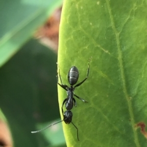 Camponotus nigroaeneus at Aranda, ACT - 21 Sep 2020
