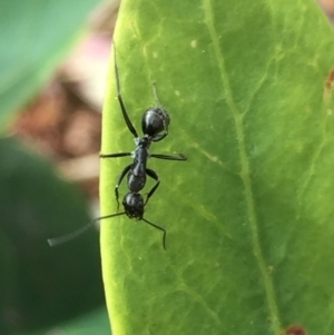 Camponotus nigroaeneus at Aranda, ACT - 21 Sep 2020