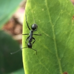 Camponotus nigroaeneus at Aranda, ACT - 21 Sep 2020