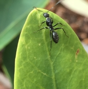 Camponotus nigroaeneus at Aranda, ACT - 21 Sep 2020