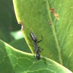 Camponotus nigroaeneus at Aranda, ACT - 21 Sep 2020