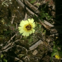 Tolpis barbata (Yellow Hawkweed) at Black Mountain - 10 Oct 2020 by Jubeyjubes