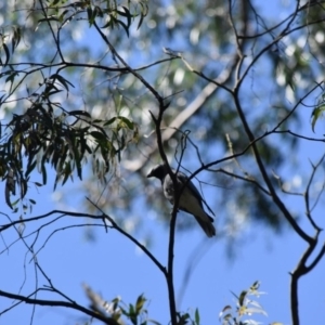 Coracina novaehollandiae at Bowral - 11 Oct 2020