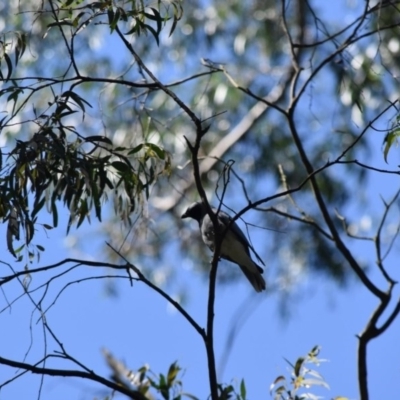 Coracina novaehollandiae (Black-faced Cuckooshrike) at Bowral, NSW - 11 Oct 2020 by pdmantis