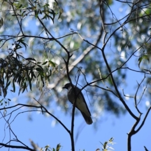 Coracina novaehollandiae at Bowral - 11 Oct 2020