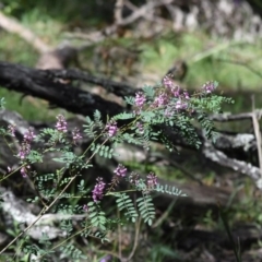 Indigofera australis subsp. australis (Australian Indigo) at Bowral, NSW - 10 Oct 2020 by pdmantis