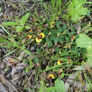 Bossiaea buxifolia at Symonston, ACT - 9 Oct 2020