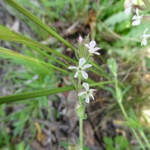 Silene gallica var. gallica at Symonston, ACT - 9 Oct 2020