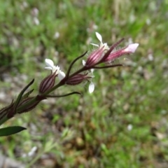 Silene gallica var. gallica at Symonston, ACT - 9 Oct 2020