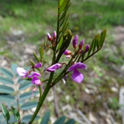 Indigofera australis subsp. australis (Australian Indigo) at Mount Mugga Mugga - 9 Oct 2020 by Mike