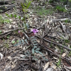 Indigofera australis subsp. australis at Symonston, ACT - 9 Oct 2020 12:00 PM