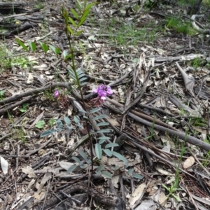 Indigofera australis subsp. australis at Symonston, ACT - 9 Oct 2020