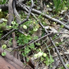 Cotula australis (Common Cotula, Carrot Weed) at Symonston, ACT - 9 Oct 2020 by Mike