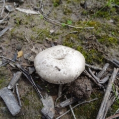 zz agaric (stem; gills white/cream) at Symonston, ACT - 9 Oct 2020 by Mike