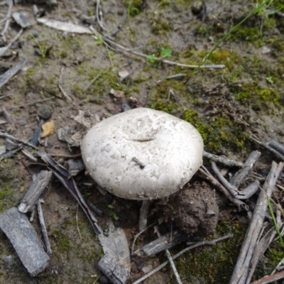 zz agaric (stem; gills white/cream) at Mount Mugga Mugga - 9 Oct 2020 by Mike