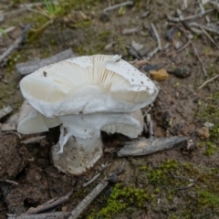 zz agaric (stem; gills white/cream) at Symonston, ACT - 9 Oct 2020 12:09 PM