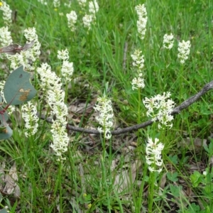 Stackhousia monogyna at Symonston, ACT - 9 Oct 2020