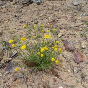 Calotis lappulacea at Red Hill, ACT - 9 Oct 2020