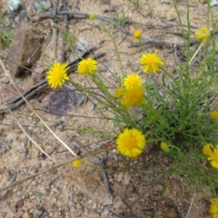 Calotis lappulacea at Red Hill, ACT - 9 Oct 2020