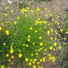 Calotis lappulacea at Red Hill, ACT - 9 Oct 2020