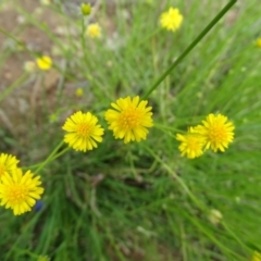 Calotis lappulacea at Red Hill, ACT - 9 Oct 2020