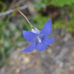 Wahlenbergia sp. (Bluebell) at Red Hill, ACT - 9 Oct 2020 by Mike