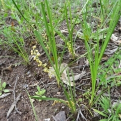 Lomandra filiformis (Wattle Mat-rush) at Symonston, ACT - 9 Oct 2020 by Mike