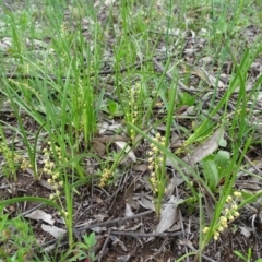 Lomandra filiformis at Symonston, ACT - 9 Oct 2020