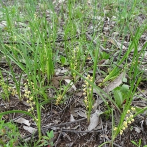 Lomandra filiformis at Symonston, ACT - 9 Oct 2020