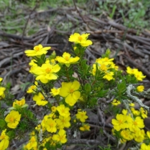 Hibbertia calycina at Symonston, ACT - 9 Oct 2020 12:42 PM