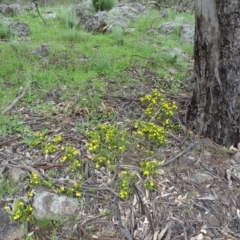 Hibbertia calycina at Symonston, ACT - 9 Oct 2020