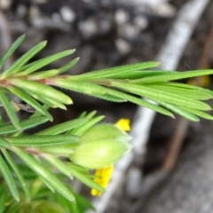 Hibbertia calycina at Symonston, ACT - 9 Oct 2020