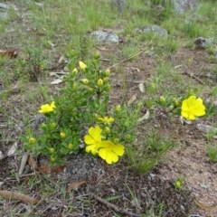 Hibbertia obtusifolia (Grey Guinea-flower) at Symonston, ACT - 9 Oct 2020 by Mike
