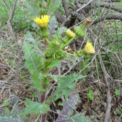 Sonchus asper (Prickly Sowthistle) at Mount Mugga Mugga - 9 Oct 2020 by Mike