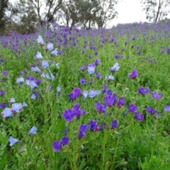 Echium plantagineum (Paterson's Curse) at Red Hill, ACT - 9 Oct 2020 by Mike