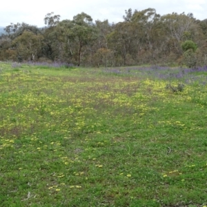 Arctotheca calendula at Symonston, ACT - 9 Oct 2020