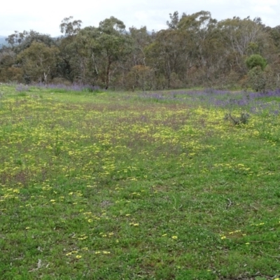 Arctotheca calendula (Capeweed, Cape Dandelion) at Symonston, ACT - 9 Oct 2020 by Mike